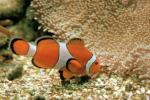 Nemo, Percula Clownfish, (Amphiprion percula), Perciformes, Pomacentridae, anemonefish, AAAV03P03_10