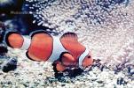 Nemo, Percula Clownfish, (Amphiprion percula), Perciformes, Pomacentridae, anemonefish, Amphiprion percula