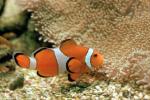 Nemo, Percula Clownfish, (Amphiprion percula), Perciformes, Pomacentridae, anemonefish, AAAV03P03_12