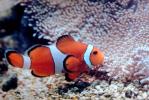 Percula Clownfish, Amphiprion percula, Perciformes, Pomacentridae, anemonefish, Nemo, (Amphiprion percula), AAAV03P03_13.2563