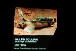 Sailfin Sculpin, (Nautichthys oculofasciatus), Scorpaeniformes, Hemitripteridae, Demersal, AAAV03P04_14
