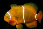 Clownfish, AAAV03P05_06.4092