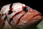 Tiger Rockfish, (Sebastes nigrocinctus), Scorpaeniformes, Scorpaenoidei, Scorpaenidae, banded, black-banded, eyes