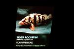 Tiger Rockfish, (Sebastes nigrocinctus), Scorpaeniformes, Scorpaenoidei, Scorpaenidae, banded, black-banded, AAAV03P05_15