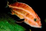 Yelloweye Rockfish, Scorpaenidae, eyes