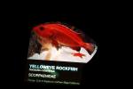 Yelloweye Rockfish, Scorpaenidae
