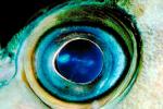 Quillback Rockfish Eye
