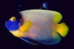 Yellow-Faced Angelfish, (Pomacanthus xanthometopon), Perciformes, Pomacanthidae, AAAV03P06_02.4092