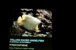 Yellow-Faced Angelfish silhouette, (Pomacanthus xanthometopon), Perciformes, Pomacanthidae, shape, logo