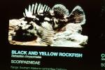 Black and Yellow Rockfish, (Sebastes chrysomelas)