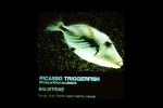 Picasso triggerfish, (Rhinecanthus aculeatus), Tetraodontiformes, Balistidae, AAAV03P06_11