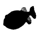Ornate Cowfish Silhouette, Aracana ornata, logo, shape, AAAV03P06_17M