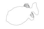 Ornate Cowfish, Aracana ornata Outline, line drawing, shape, AAAV03P06_17O