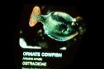 Ornate Cowfish, (Aracana ornata), Ostraciidae, Tetraodontiformes, Aracanidae, AAAV03P06_18