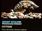 Grunt Sculpin, Cottidae, (Rhamphocottus richardsoniis), Scorpaeniformes, Rhamphocottidae