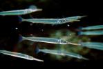 Redfin Needlefish, (Strongylura notata), Beloniformes, Belonidae