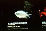 Blue-Green Chromis, (Chromis viridis), Perciformes, Pomacentridae, damselfish, AAAV03P07_19