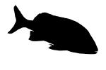 French Grunt silhouette, (Haemulon flavolineatum), Perciformes, Haemulidae, shape, logo, AAAV03P08_02.4092M