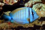 Red Sea Sailfin Tang, Zebrasoma desjardinii, Perciformes, Acanthuridae