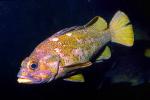 Rosy Rockfish, AAAV03P08_14.2563