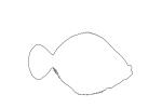 Flatfish Outline, line drawing, shape, AAAV03P10_08O