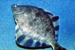 Flatfish, bottomfish, AAAV03P10_09