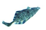 Flatfish, photo-object, object, cut-out, cutout