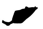 Flatfish silhouette, logo, shape, AAAV03P10_14M