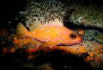 Rosy Rockfish (Sebastes rosaceus), Scorpaeniformes, Sebastidae, AAAV03P11_04.1707