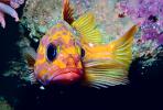 Rosy Rockfish (Sebastes rosaceus), Scorpaeniformes, Sebastidae, AAAV03P11_05.1707