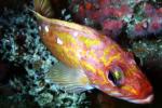 Rosy Rockfish (Sebastes rosaceus), Scorpaeniformes, Sebastidae, AAAV03P11_06