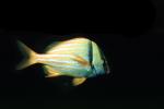 Porkfish, (Anisotremus virginicus), Perciformes, Haemulidae, grunt, AAAV03P12_12