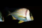 Porkfish, (Anisotremus virginicus), Perciformes, Haemulidae, grunt, AAAV03P12_13