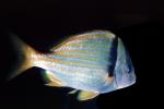 Porkfish, (Anisotremus virginicus), Perciformes, Haemulidae, grunt, AAAV03P12_15