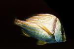 Porkfish, (Anisotremus virginicus), Perciformes, Haemulidae, grunt, AAAV03P12_16