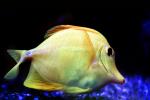 Yellow Tang, (Zebrasoma flavescens), Perciformes, Acanthuroidei, Acanthuridae, surgeonfish, AAAV03P13_08