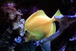 Yellow Tang, (Zebrasoma flavescens), Perciformes, Acanthuroidei, Acanthuridae, surgeonfish, AAAV03P13_09