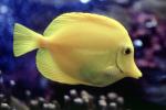 Yellow Tang, (Zebrasoma flavescens), Perciformes, Acanthuroidei, Acanthuridae, surgeonfish, AAAV03P13_10