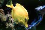 Yellow Tang, (Zebrasoma flavescens), Perciformes, Acanthuroidei, Acanthuridae, surgeonfish, AAAV03P13_11
