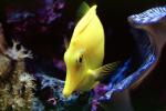 Yellow Tang, (Zebrasoma flavescens), Perciformes, Acanthuroidei, Acanthuridae, surgeonfish, AAAV03P13_12