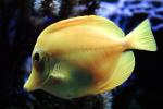 Yellow Tang, (Zebrasoma flavescens), Perciformes, Acanthuroidei, Acanthuridae, surgeonfish, AAAV03P13_13