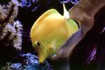 Yellow Tang, (Zebrasoma flavescens), Perciformes, Acanthuroidei, Acanthuridae, surgeonfish, AAAV03P13_14