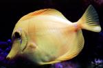 Yellow Tang, (Zebrasoma flavescens), Perciformes, Acanthuroidei, Acanthuridae, surgeonfish, AAAV03P13_17