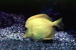 Yellow Tang, (Zebrasoma flavescens), Perciformes, Acanthuroidei, Acanthuridae, surgeonfish, AAAV03P13_18
