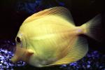Yellow Tang, (Zebrasoma flavescens), Perciformes, Acanthuroidei, Acanthuridae, surgeonfish, AAAV03P13_19