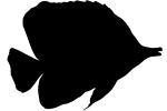 Perciformes, Chaetodontidae, Long Nosed Butterflyfish, (Chetodon kleini), (Orange Butterflyfish) silhouette, logo, shape, AAAV03P14_02.1707M