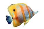 Long Nosed Butterflyfish, (Chetodon kleini), Perciformes, Chaetodontidae, photo-object, object, cut-out, cutout