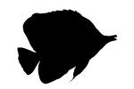 Long Nosed Butterflyfish silhouette, (Chetodon kleini), (Orange Butterflyfish), logo, shape, AAAV03P14_02M