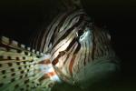Black Volitan Lionfish, (Pterois volitans), Scorpaeniformes, Scorpaenidae, Pteroinae, venomous coral reef fish, scorpionfish, venemous, AAAV03P14_04