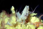 Pacific Seahorse (Hippocampus ingens), AAAV03P14_06